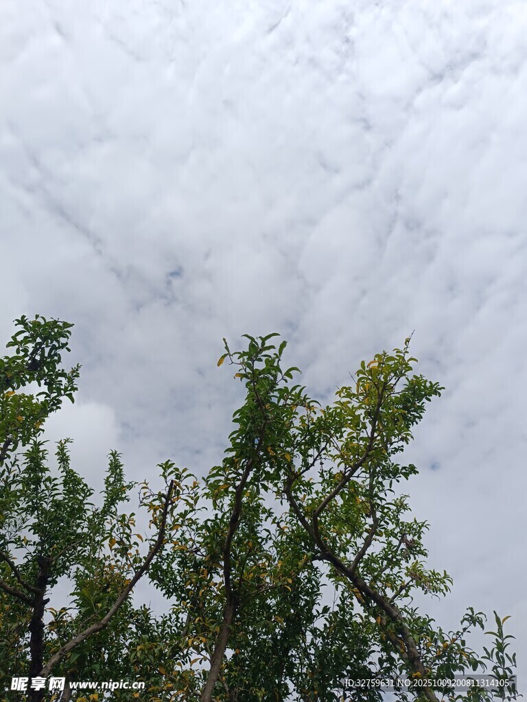 树梢之上的云层景观