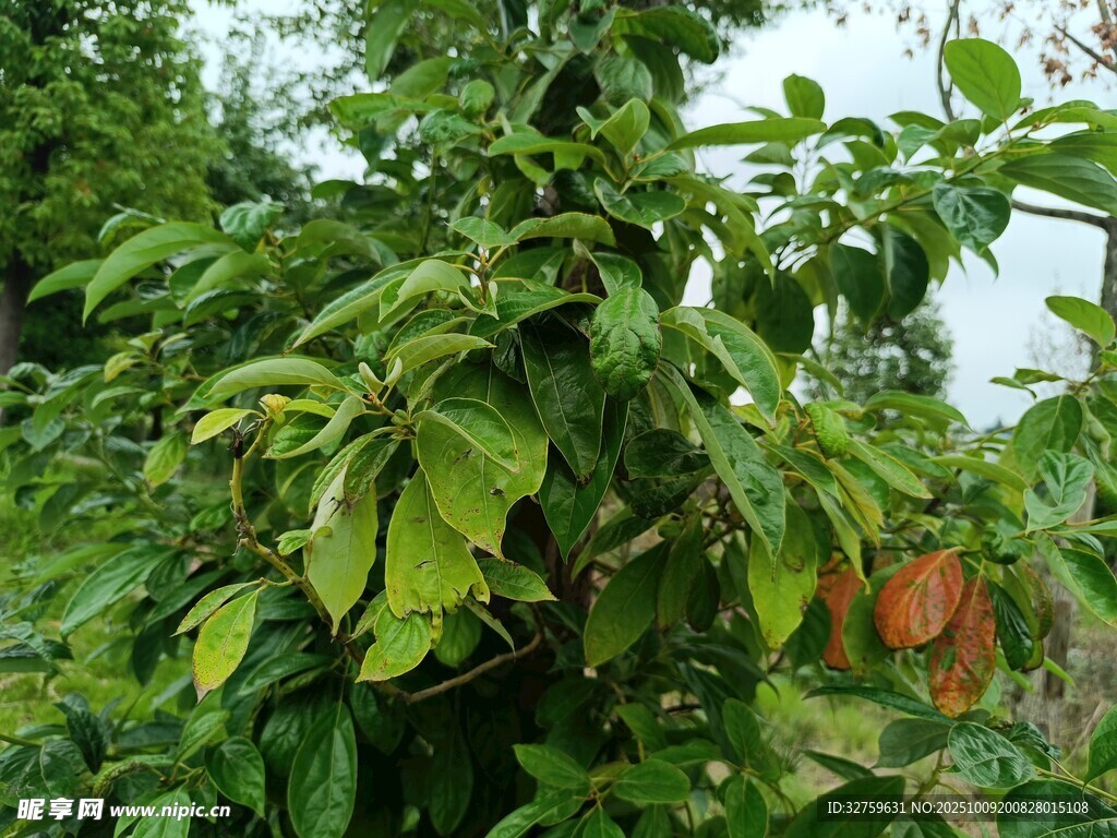 挂满果实的繁茂果树