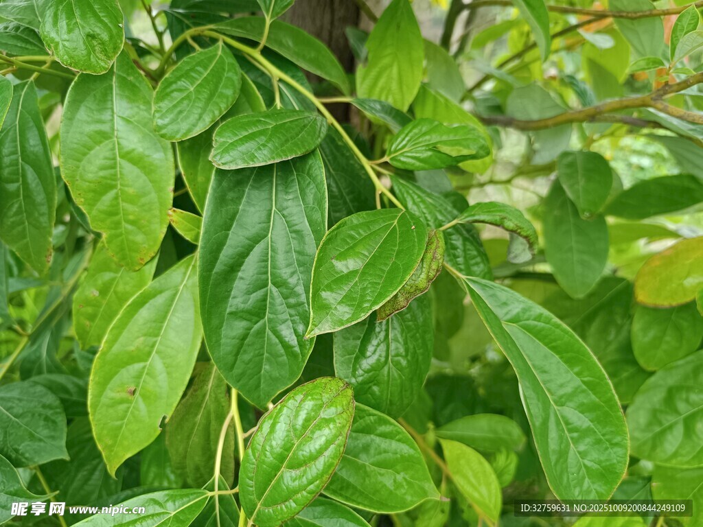 翠绿繁茂的植物枝叶