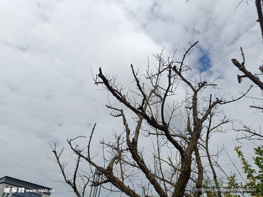 光秃树枝与阴沉天空