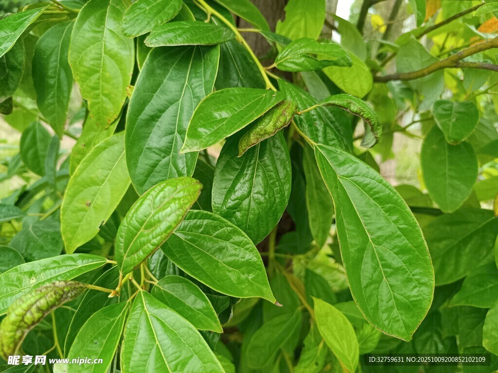 翠绿繁茂的植物叶片
