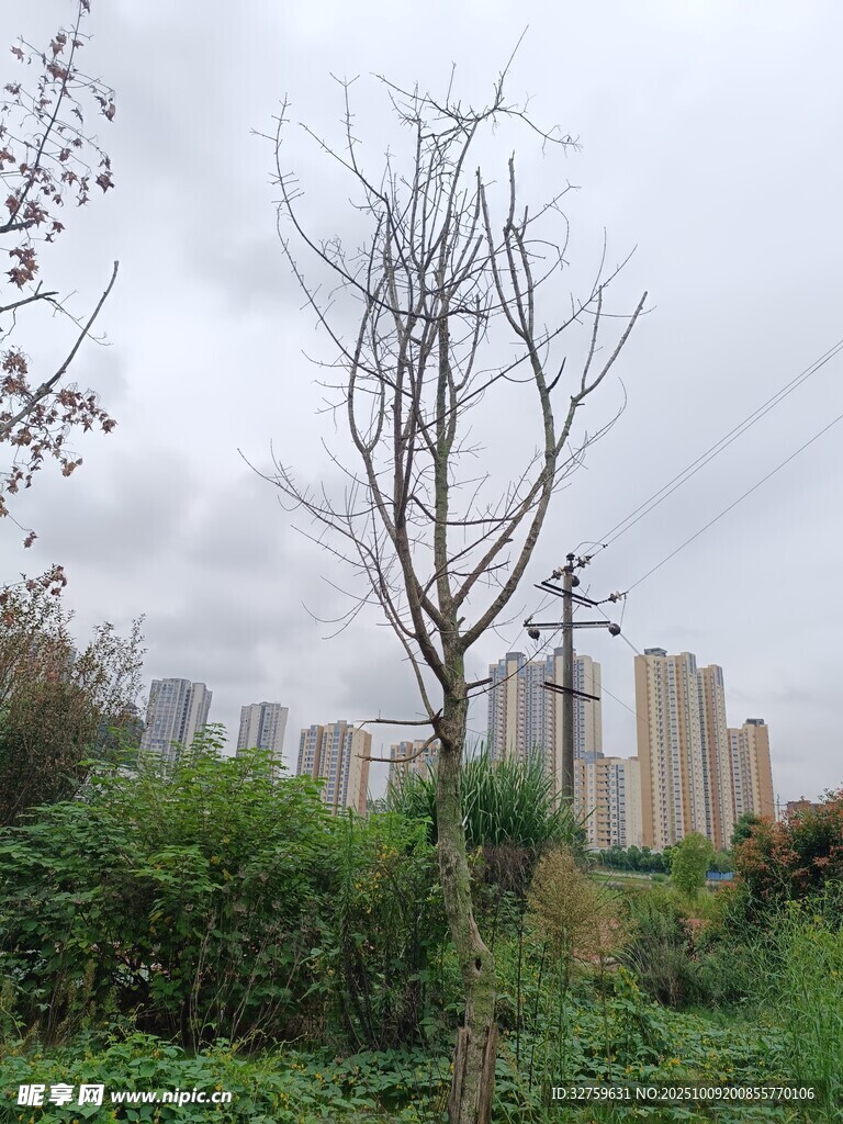 城市中枯树立于绿植间