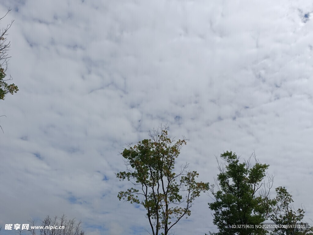 天空下的树梢与云朵