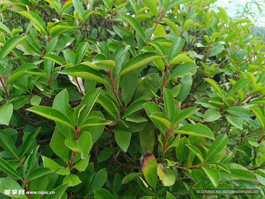 翠绿茂密的植物叶片