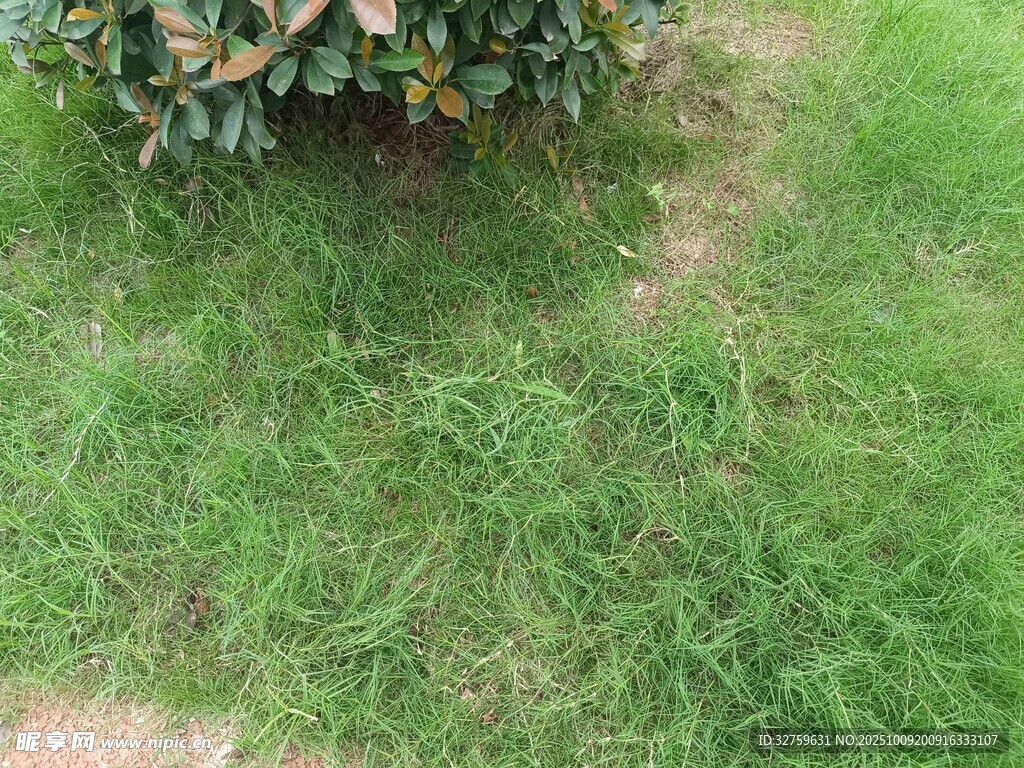 户外翠绿草地与绿植