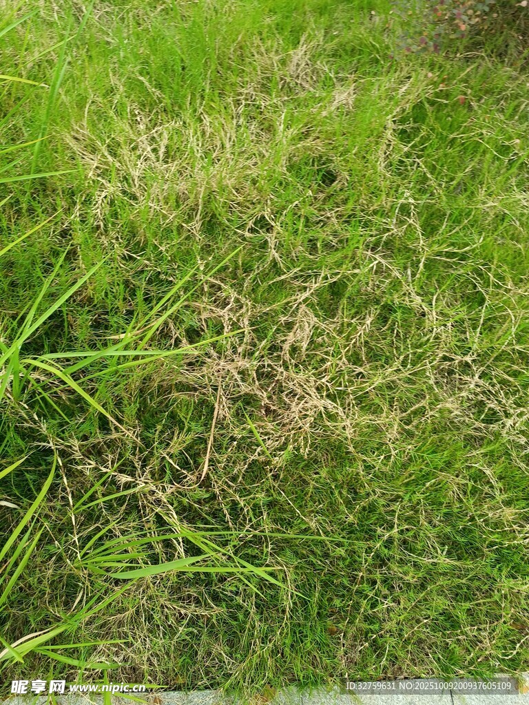 翠绿草地