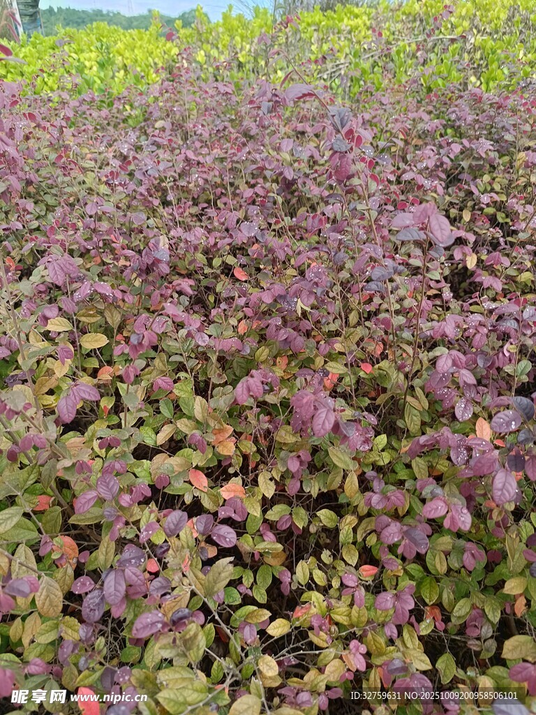 紫叶植物景观