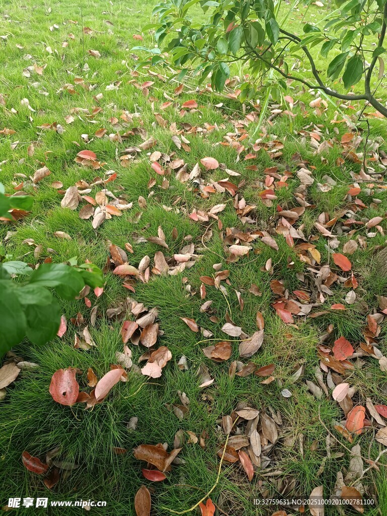 草地落叶景象