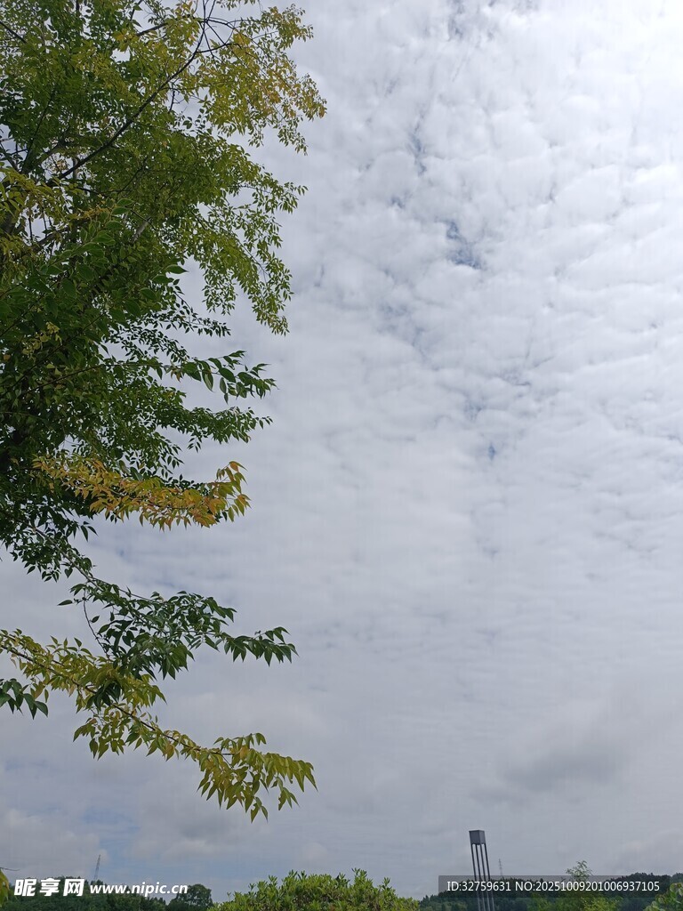 天空下的绿树与远处景致