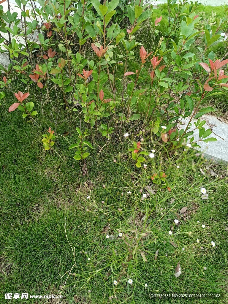 绿叶间的红色果实