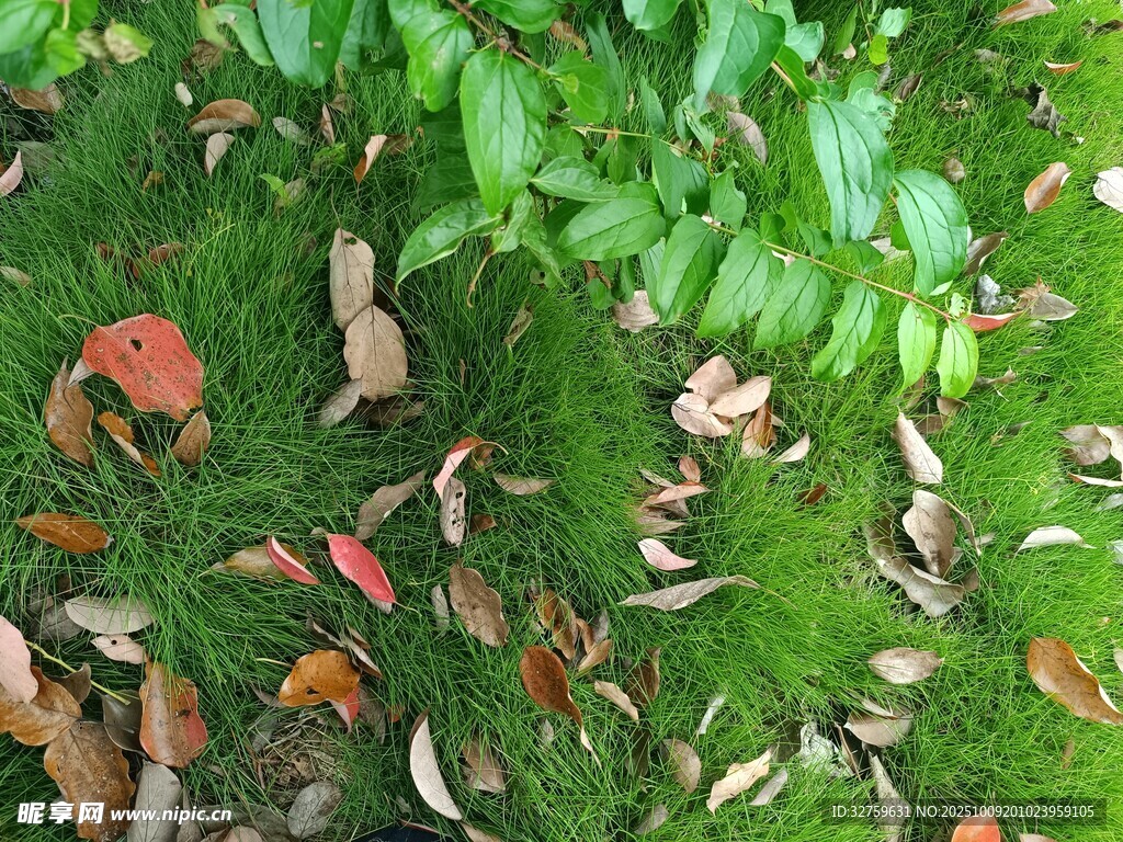 落叶点缀的翠绿草地