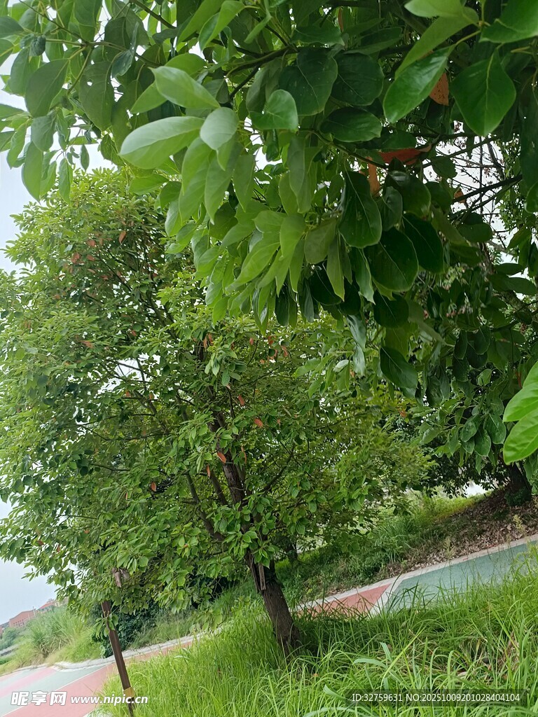 绿树成荫的户外风景