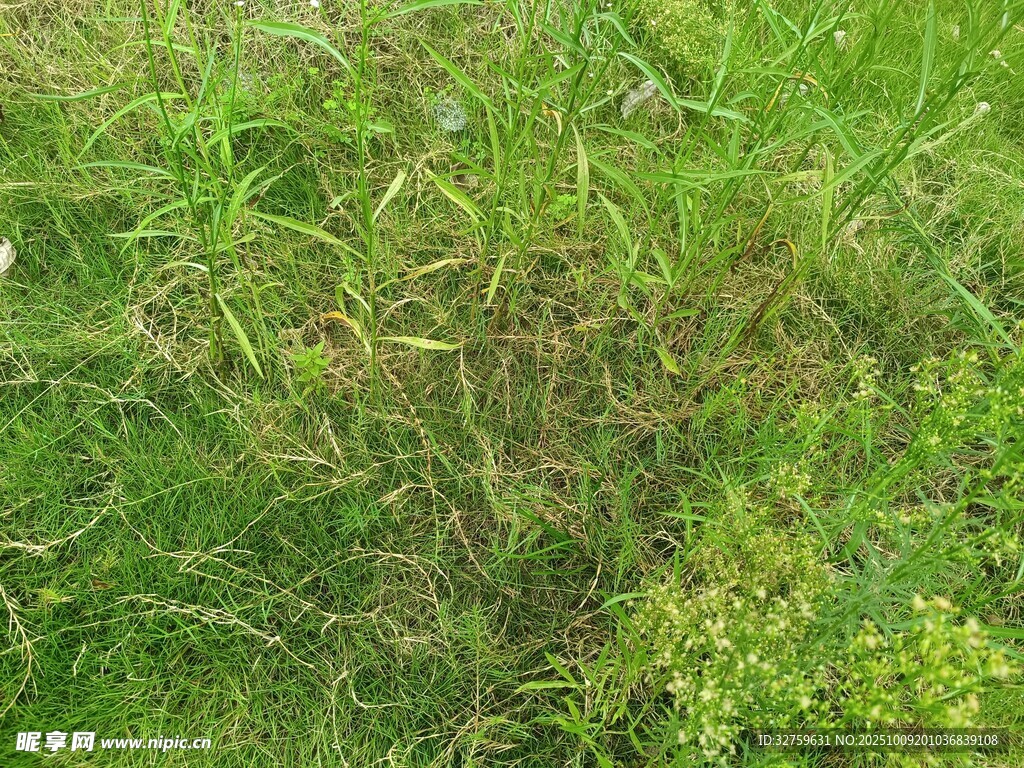翠绿繁茂的草地景观