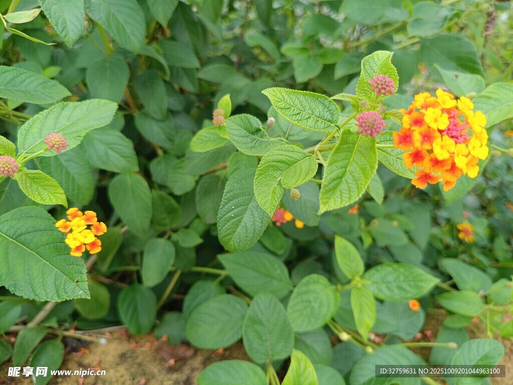绿叶间的缤纷马缨丹花朵