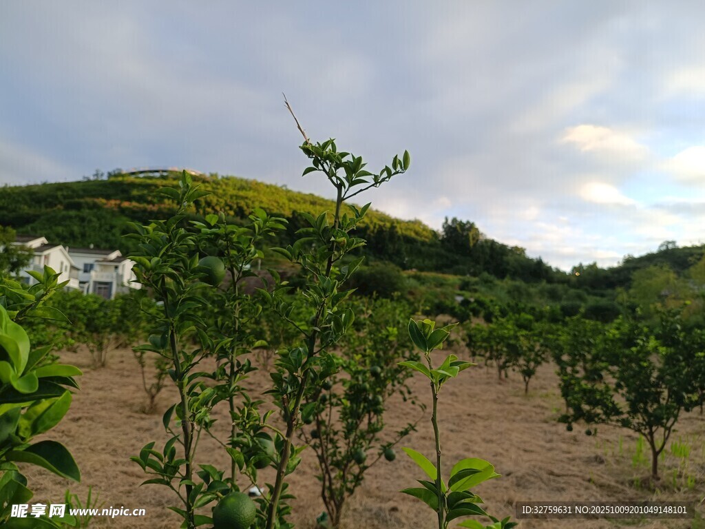 山坡上的绿植与白色小屋