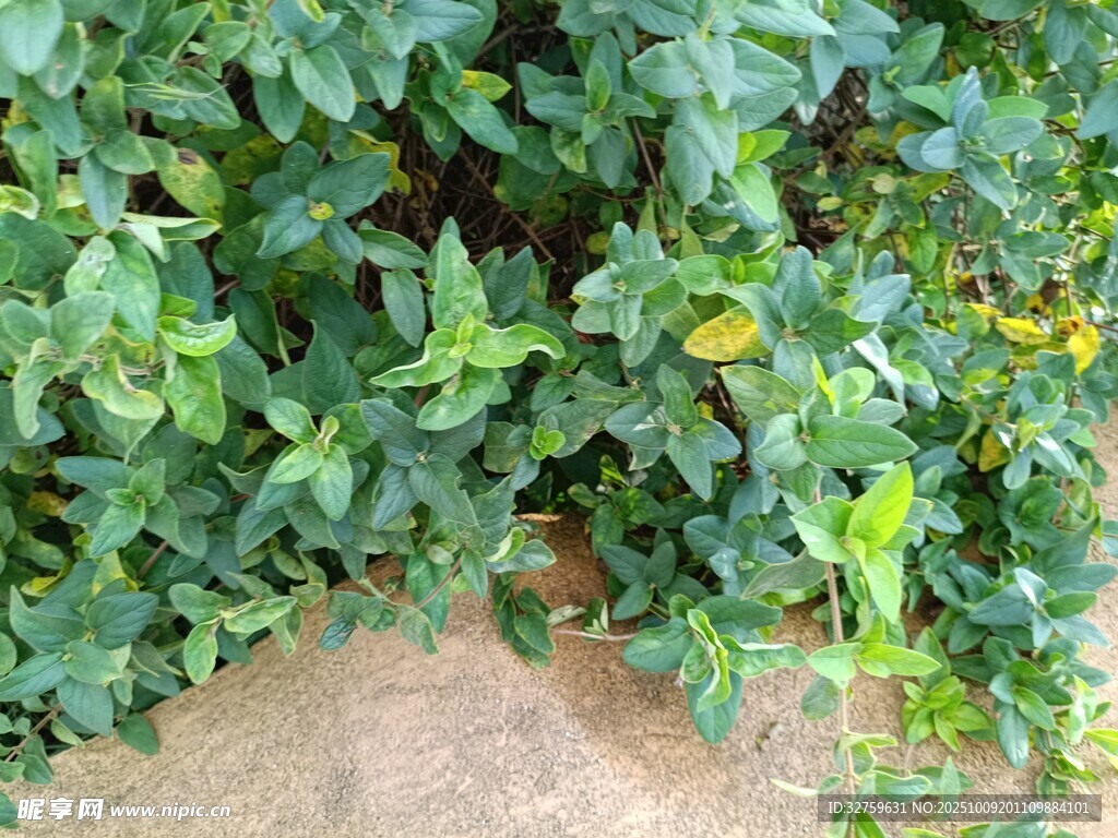 绿叶繁茂的植物景观