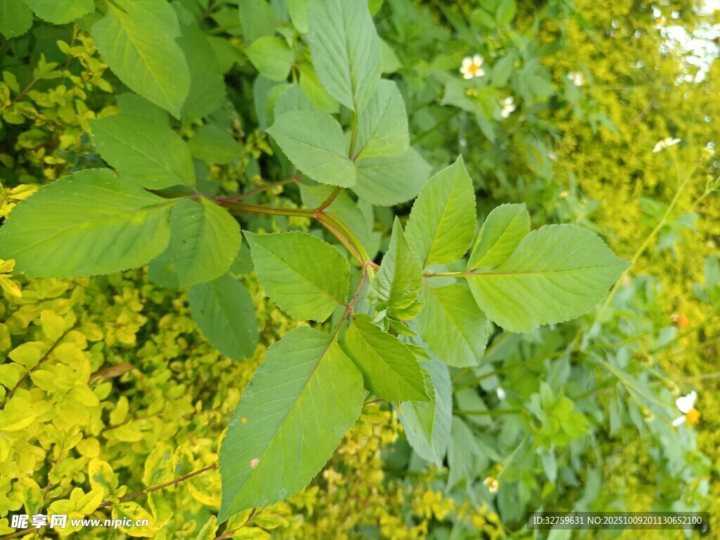 绿叶黄花植物景致