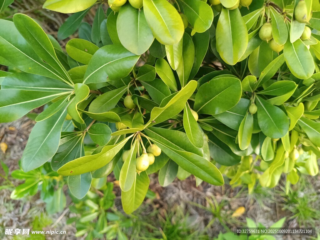 翠绿叶片与果实的生机画面