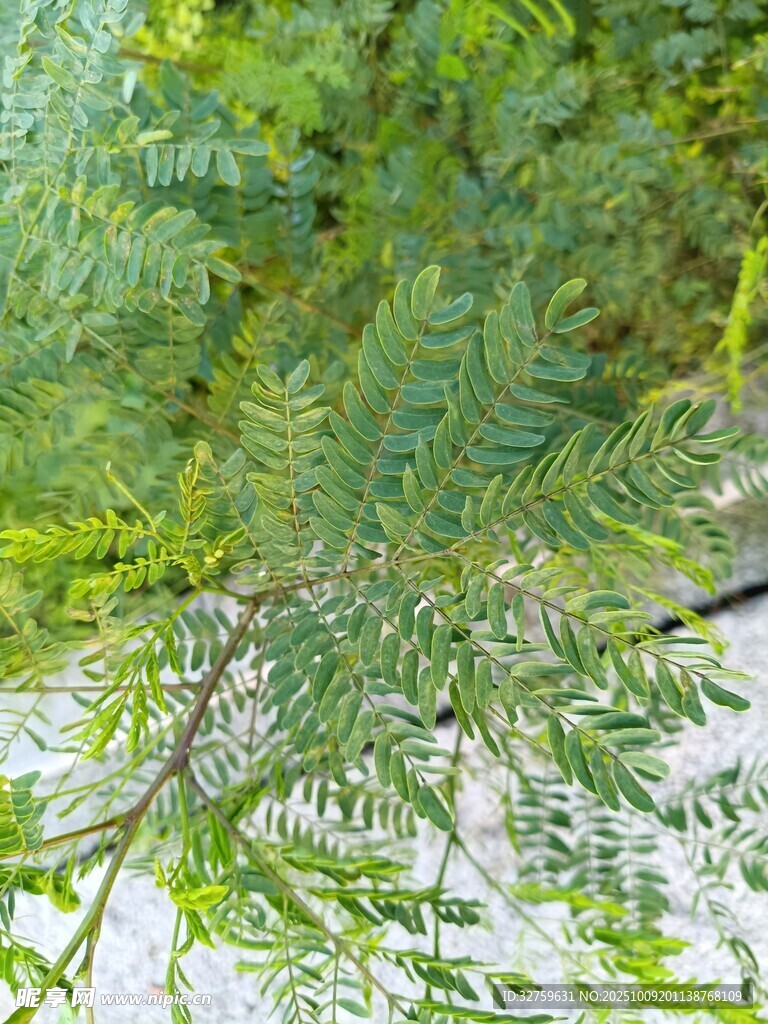 翠绿繁茂的枝叶景观