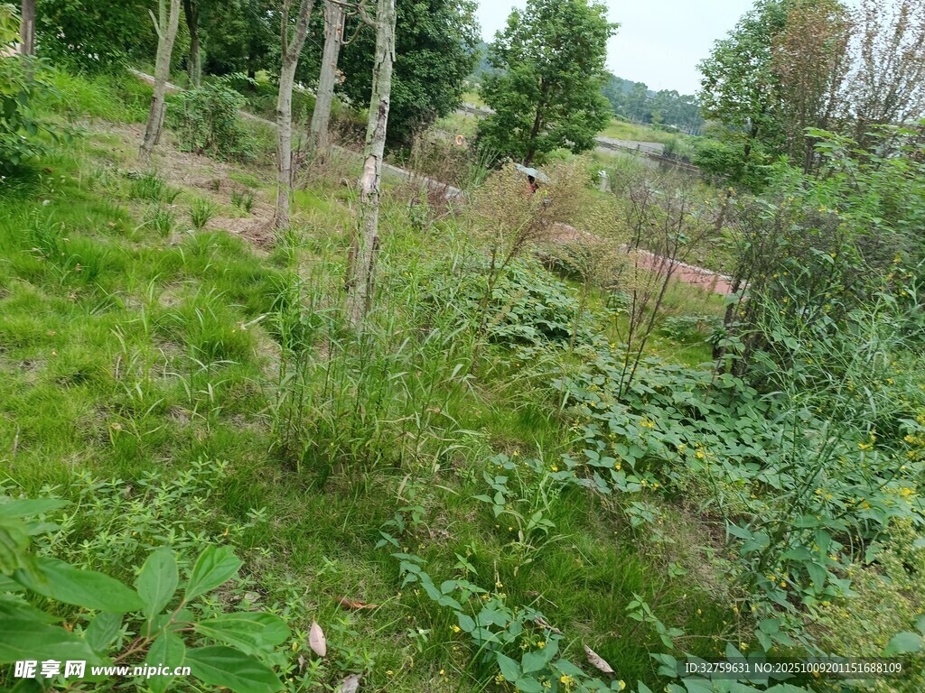 野外繁茂绿植景观