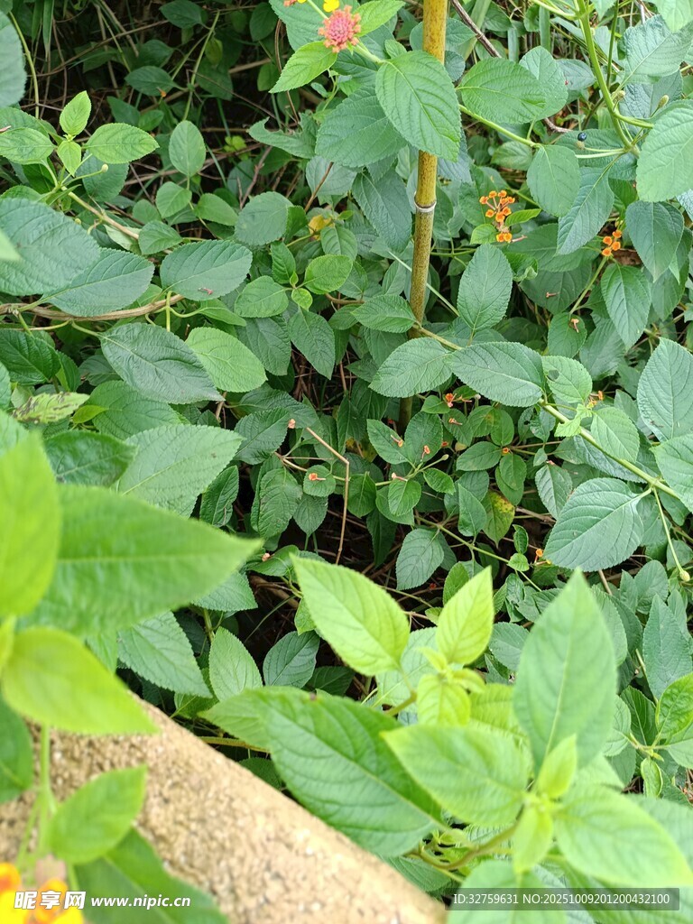 绿叶繁茂的植物景观