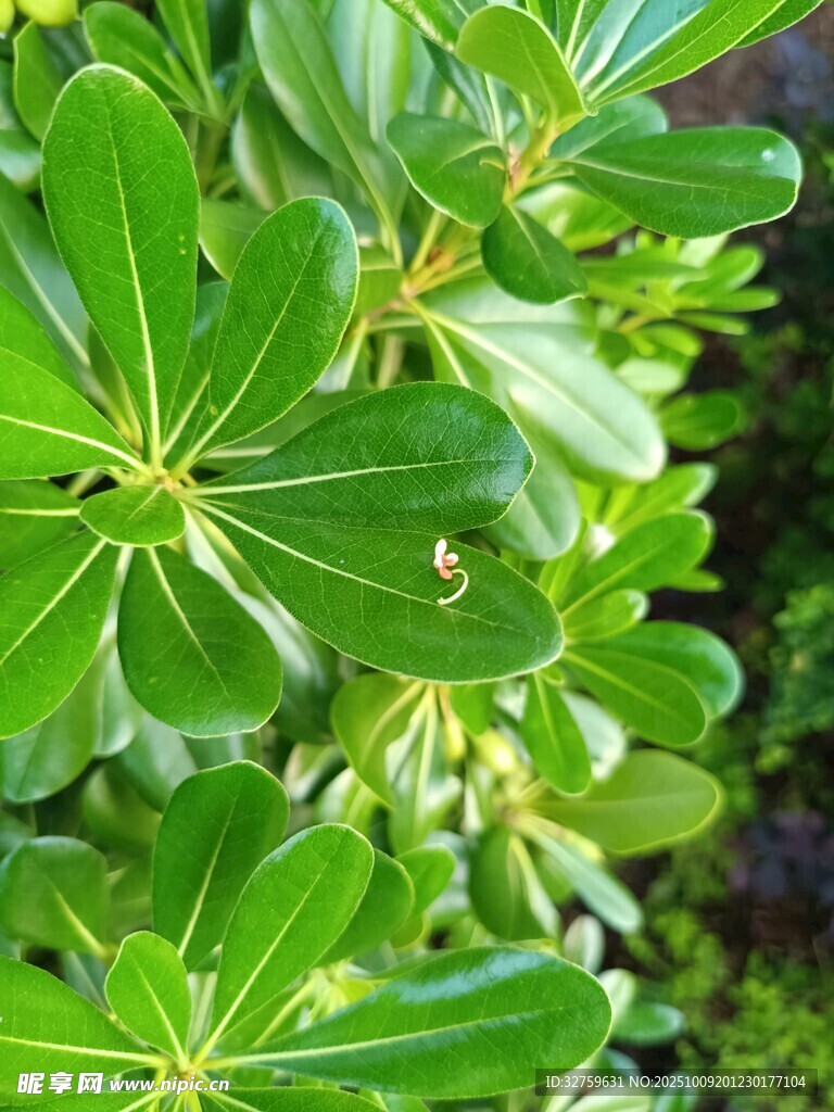 翠绿叶片的植物特写