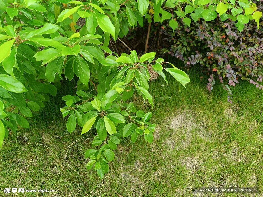 绿叶繁茂的草地植物景观