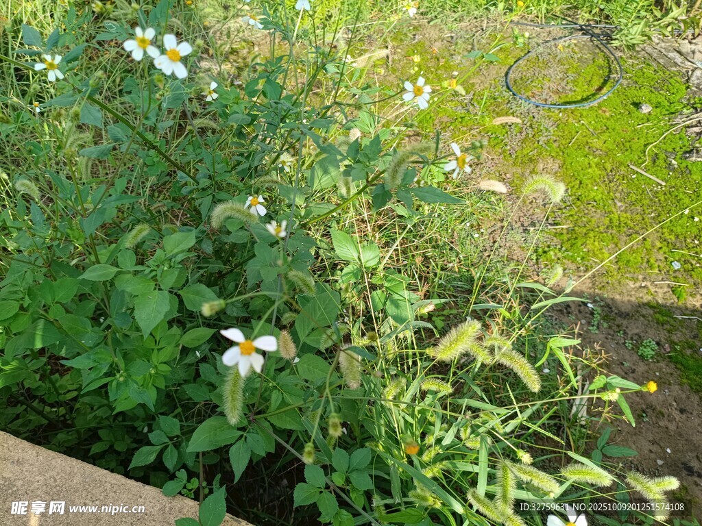 花园中的白色小花植物
