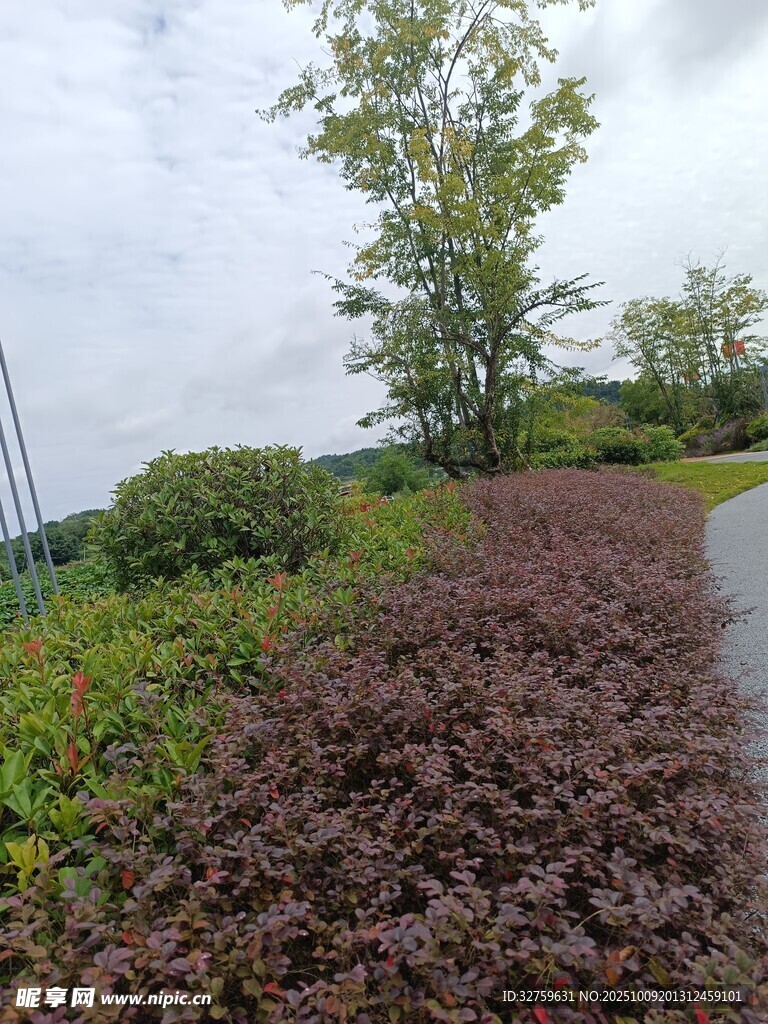 雨中多彩植物景观