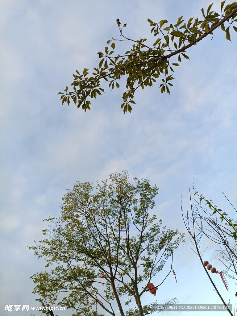 蓝天绿树景致