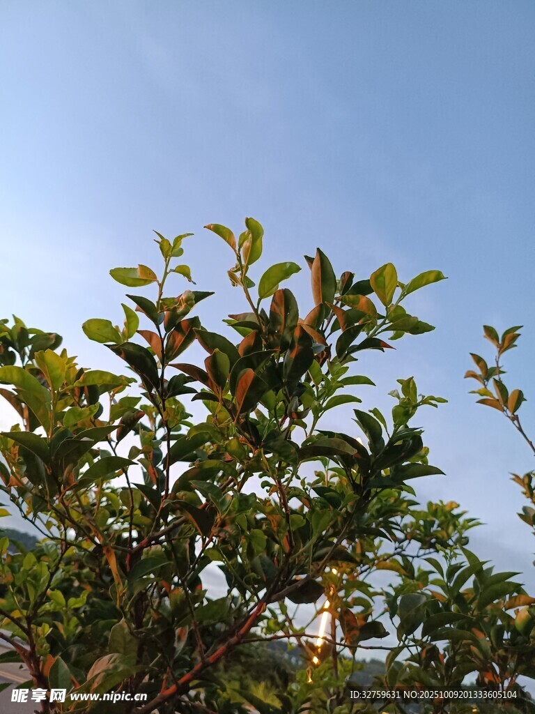 绿叶蓝天间的生机景象