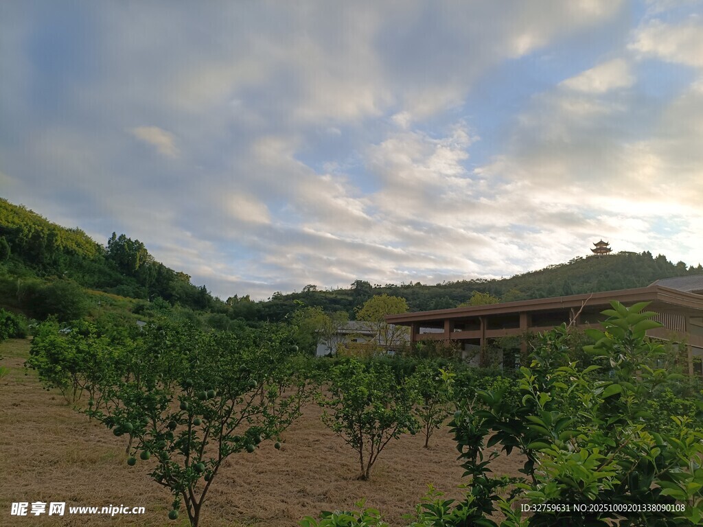 田园风光中的果树种植地