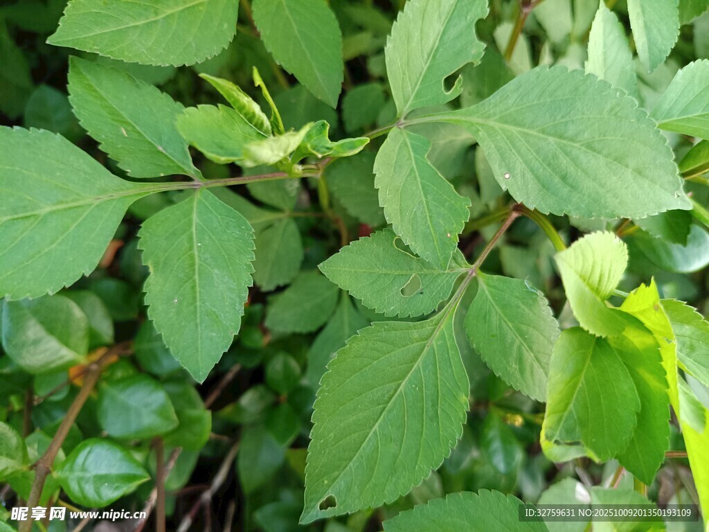 绿叶植物特写