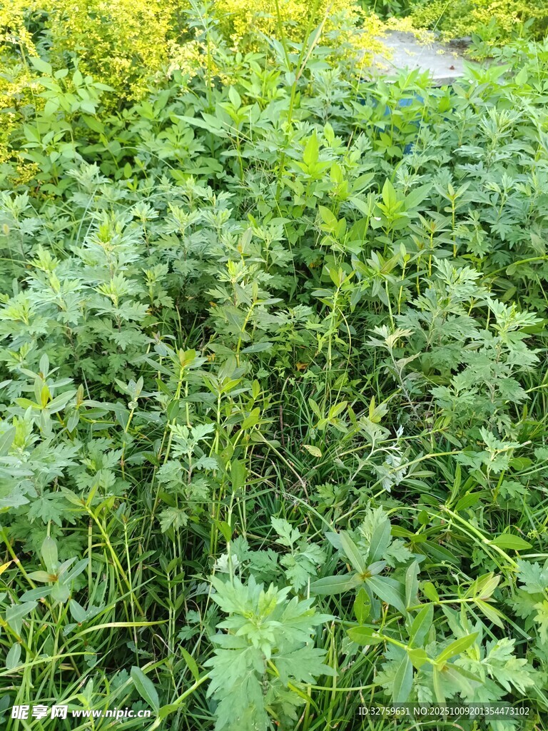 繁茂的绿色植物景观