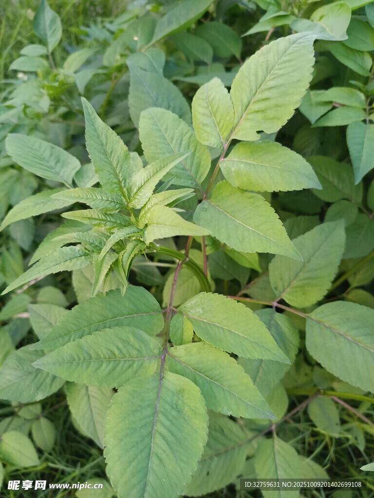 绿叶植物特写