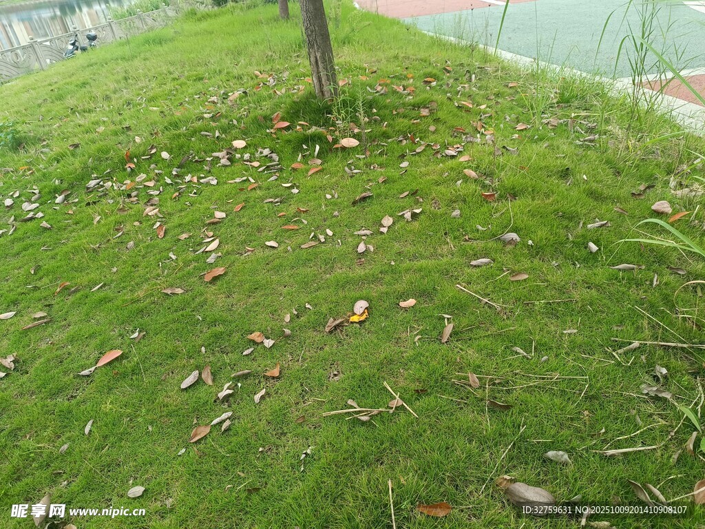 草地孤树与散落枯叶