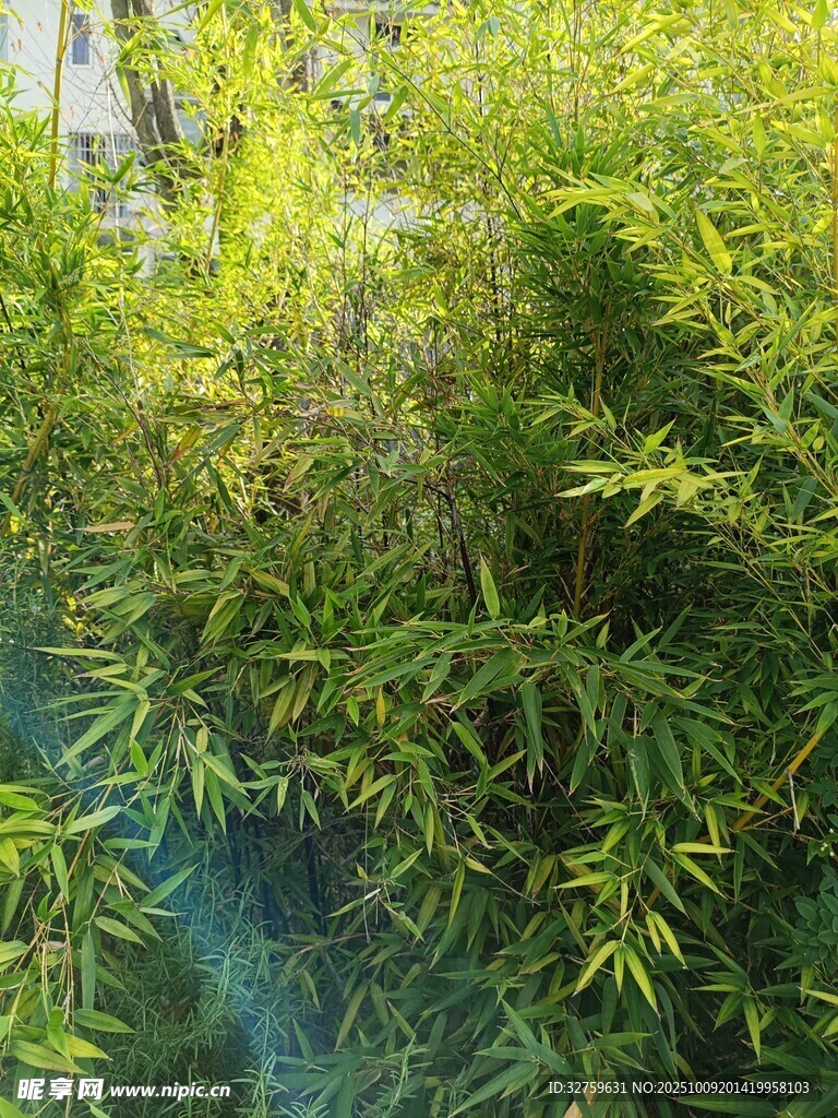 翠绿竹林景致