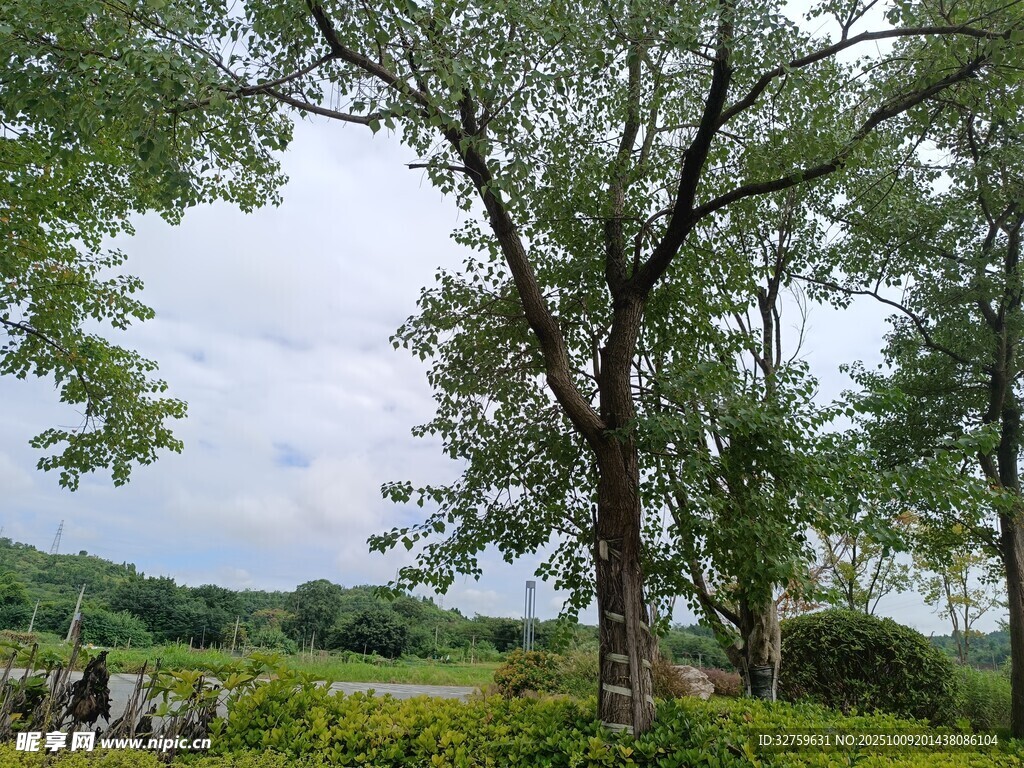 乡村绿野中的繁茂大树