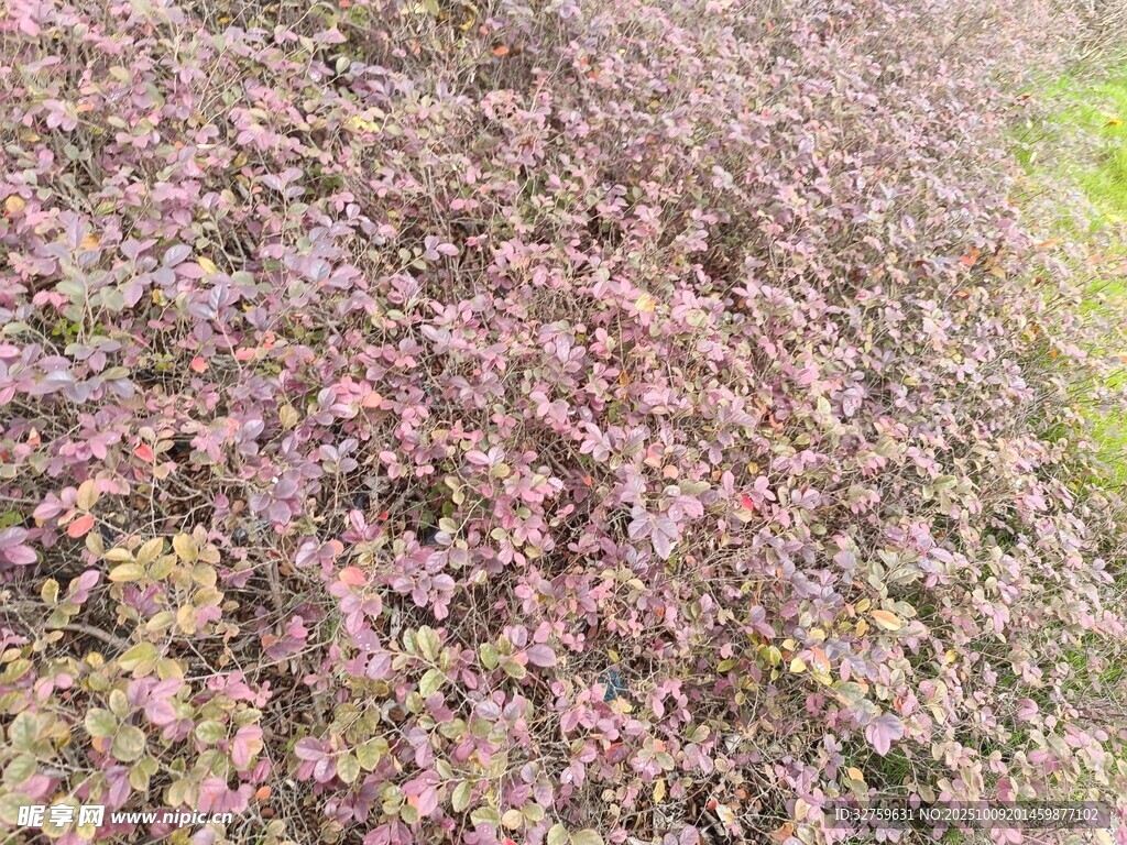 紫叶植物景观