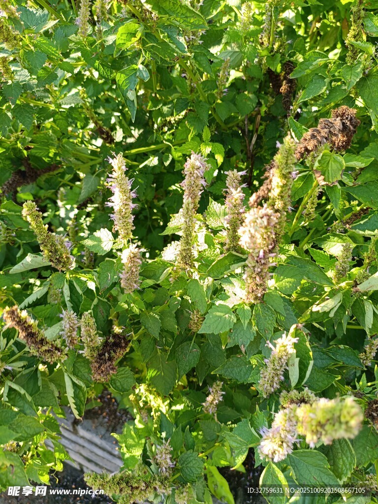 绿叶间的繁茂植物花朵