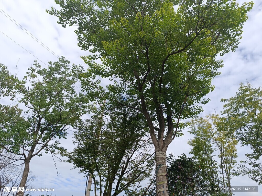 挺拔绿树映蓝天