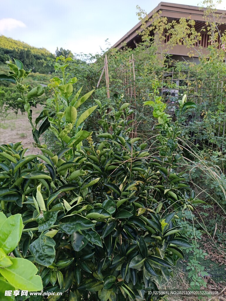 田园绿植景观