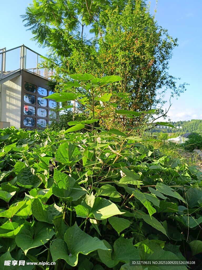 绿植环绕的清新建筑角落