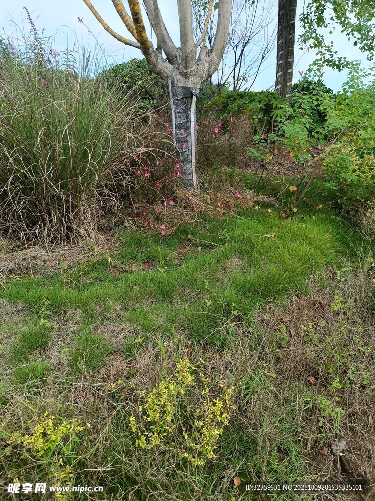 户外草地与绿植景观