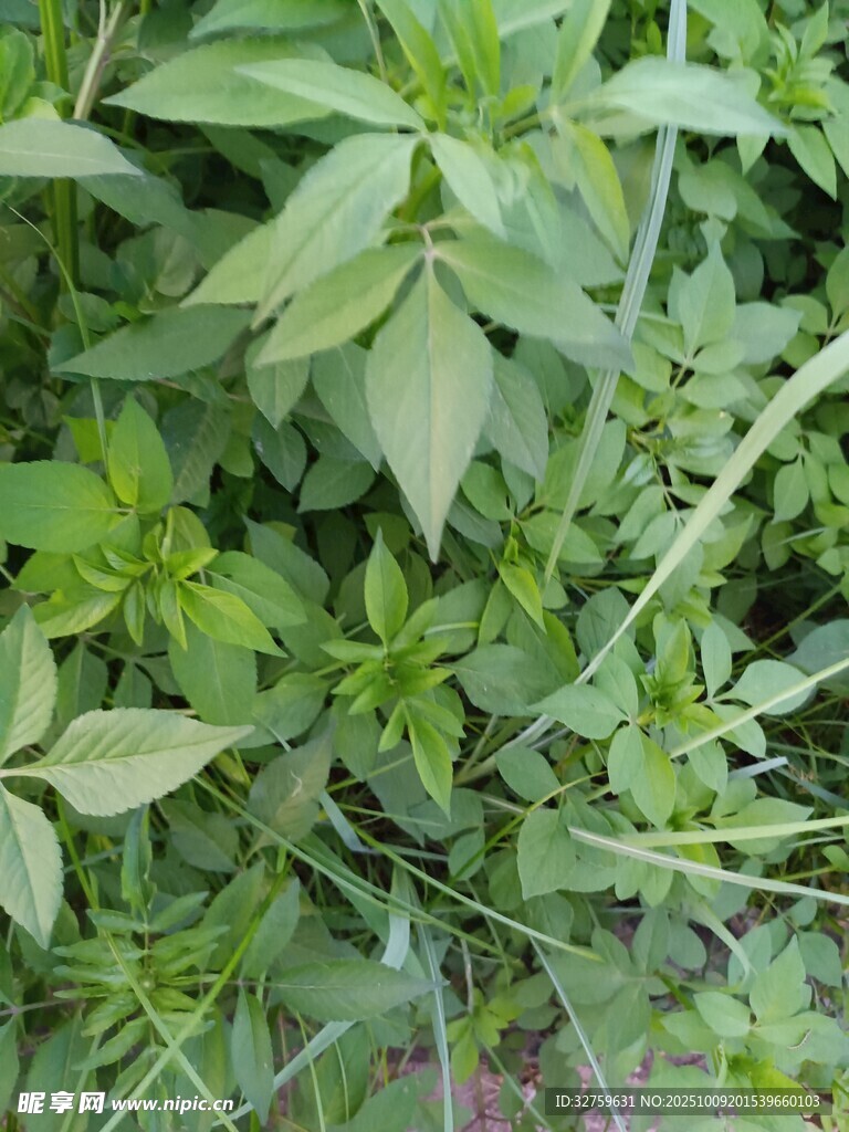 绿叶繁茂的清新植物
