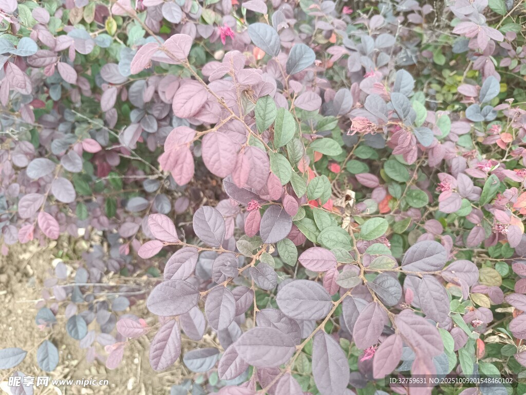 多彩斑斓的植物叶片景观
