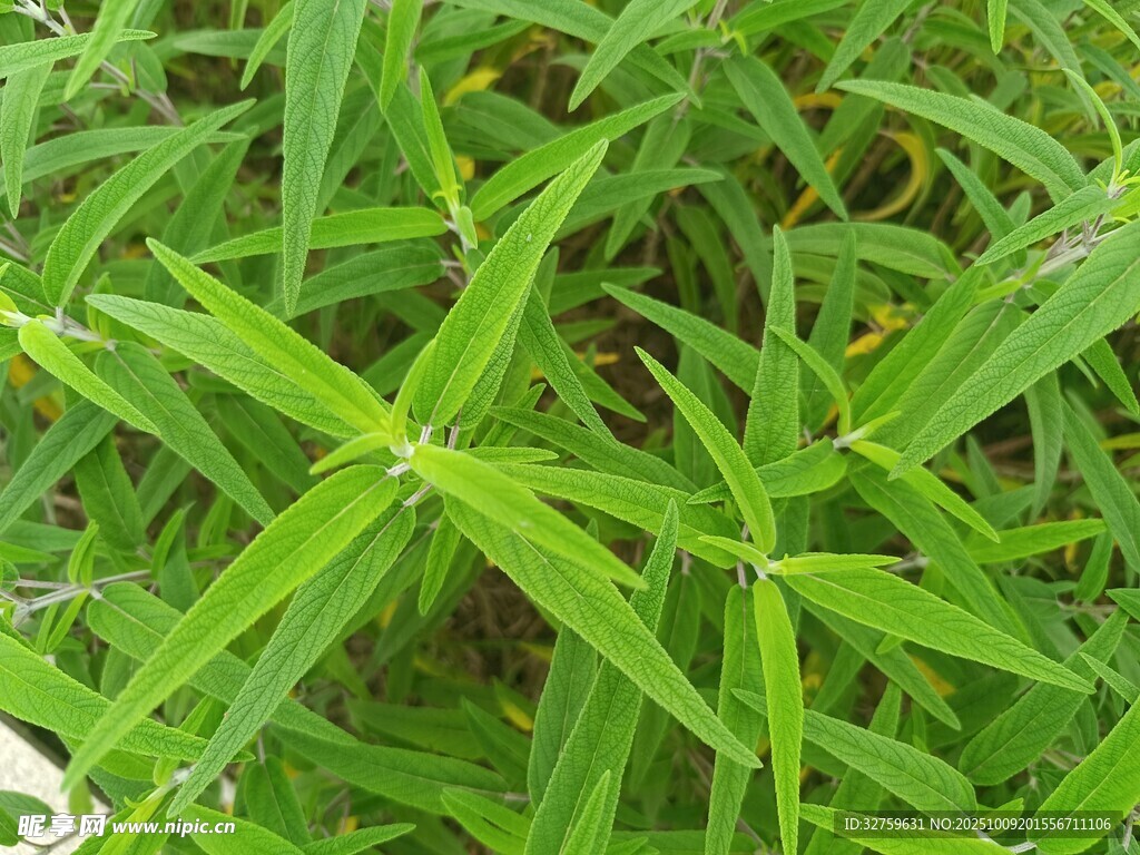 翠绿繁茂的星形叶片植物