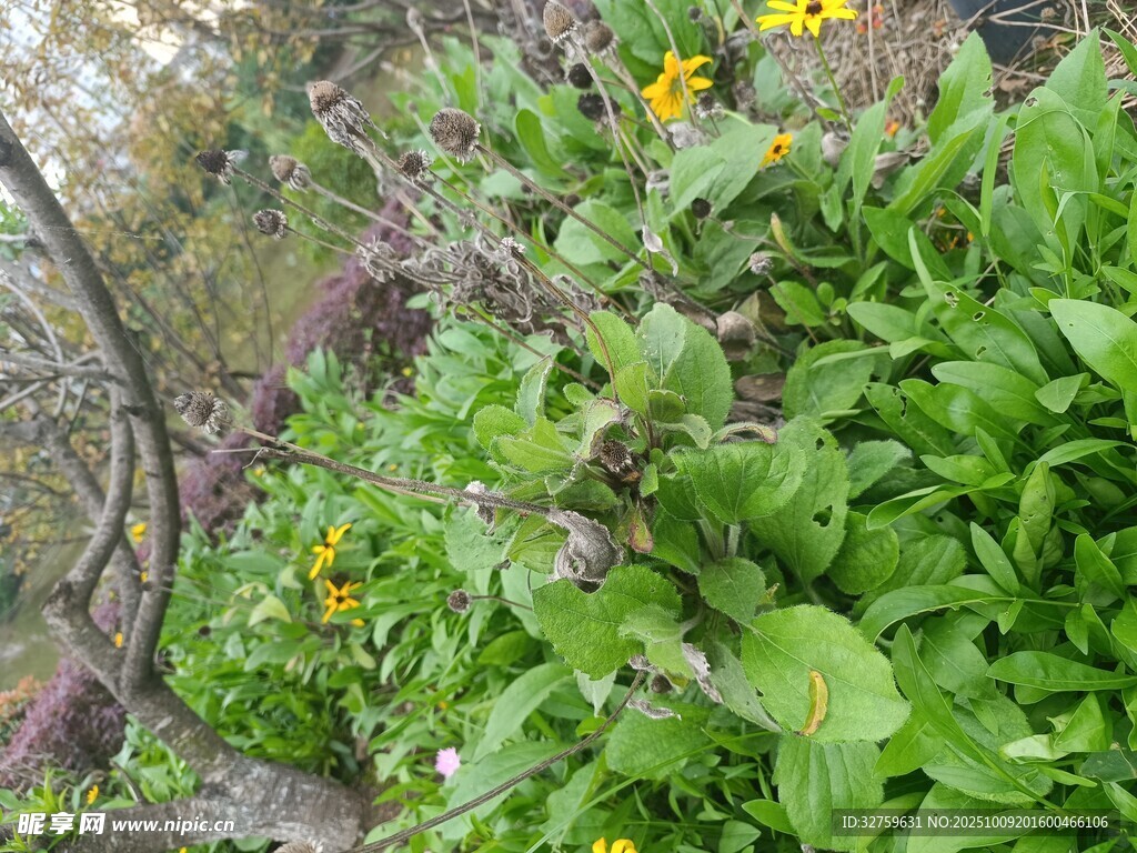 花园中的绿植与黄色小花