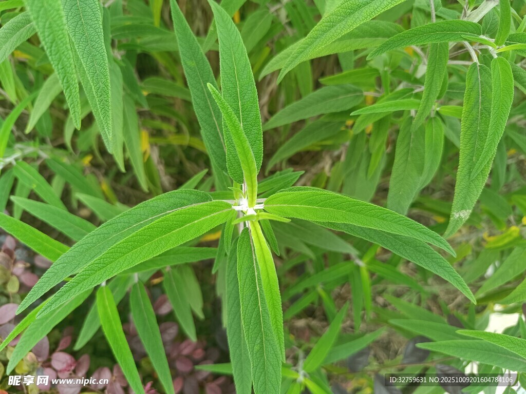 绿色植物特写