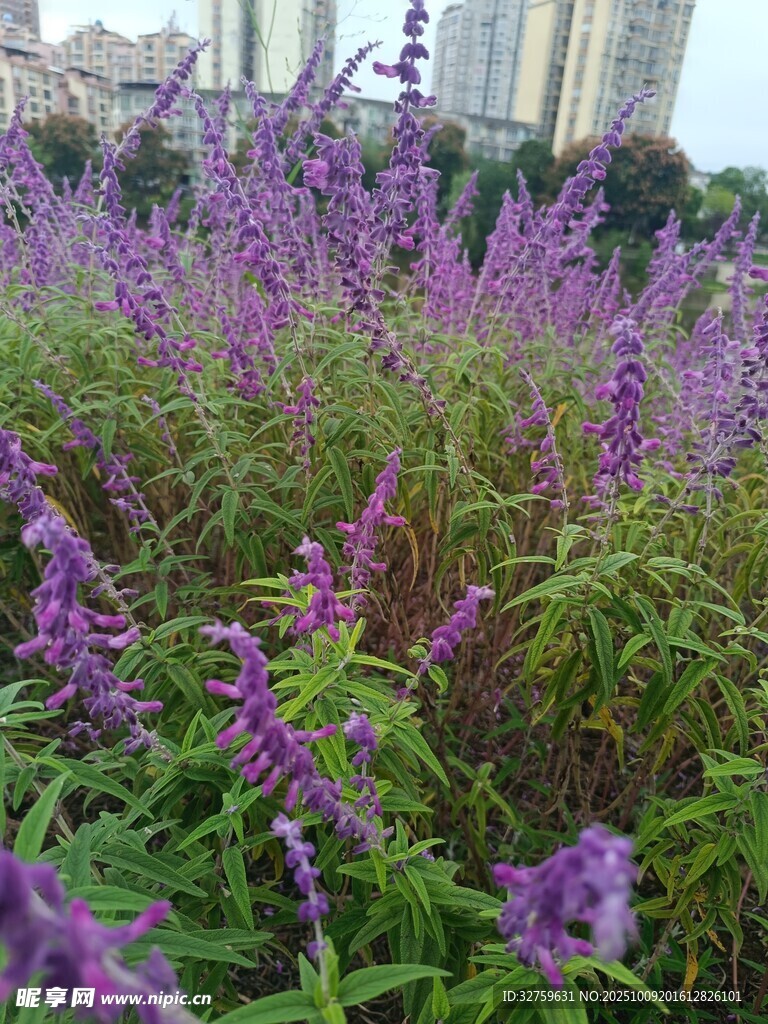 紫色花丛绽放美丽瞬间